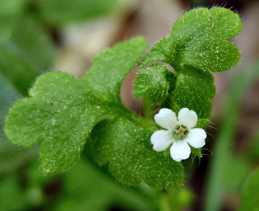 {Nemophila aphylla}